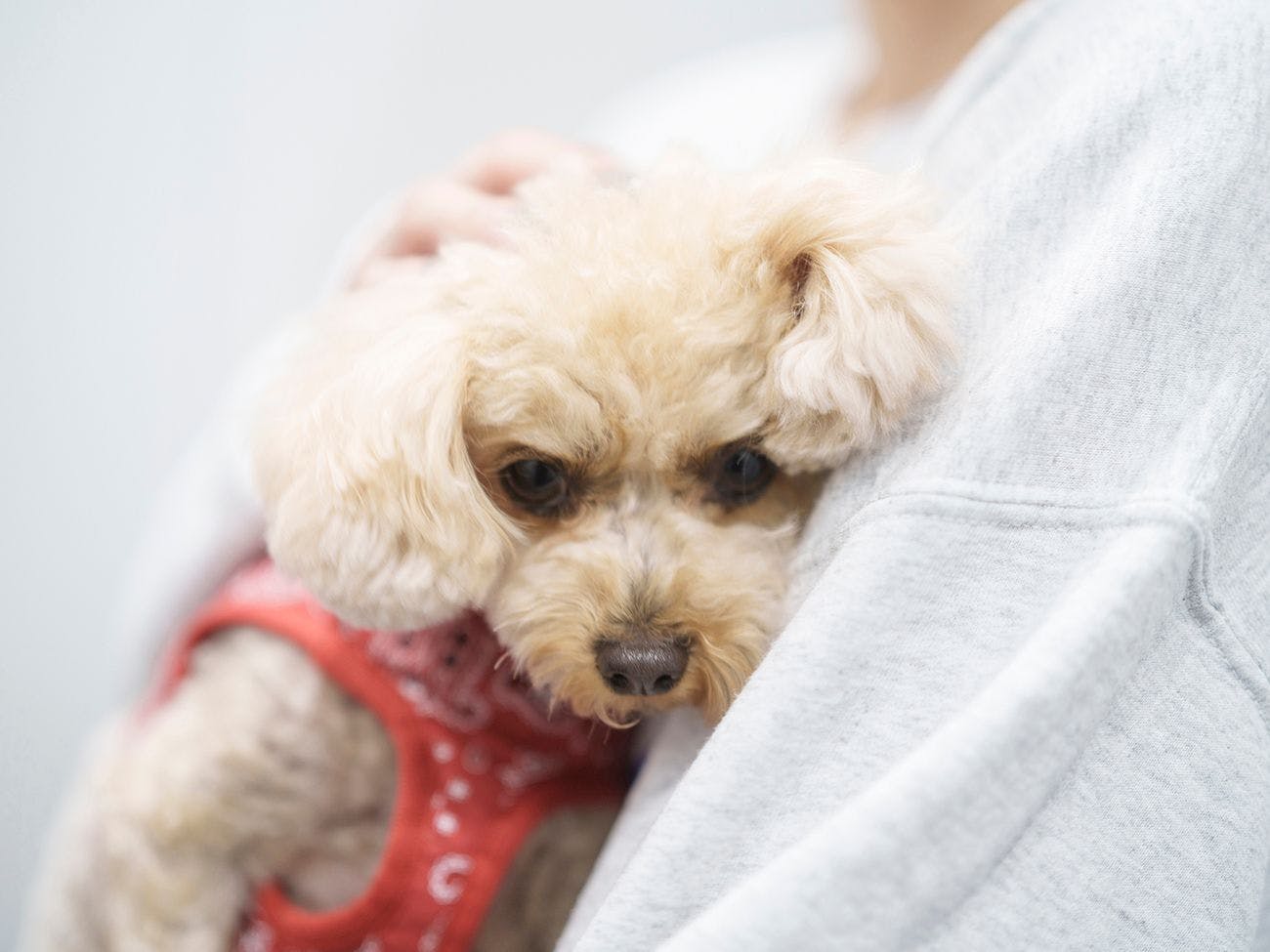 DOG HOTEL SHIRAHAMA/ドッグホテル白浜