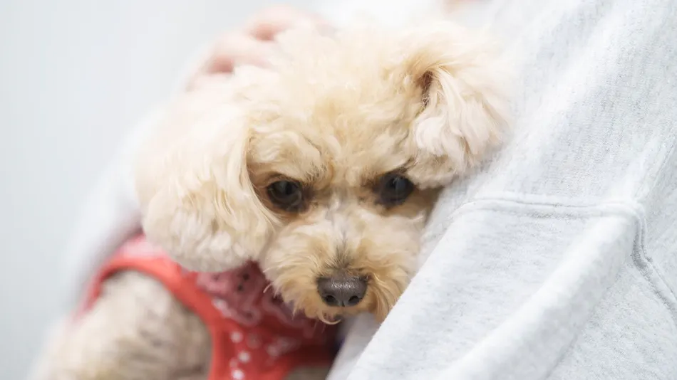 Dog Hotel Shirahama