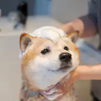 บริการล้างตัวสุนัข