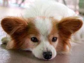 コンドミニアムホテル名蔵ヴィレッジ