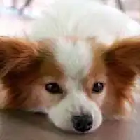 ภาพสัตว์เลี้ยง