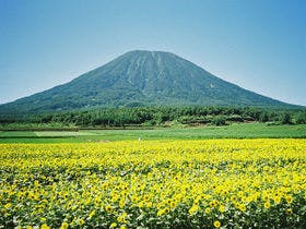 ニセコセントラル　山自然