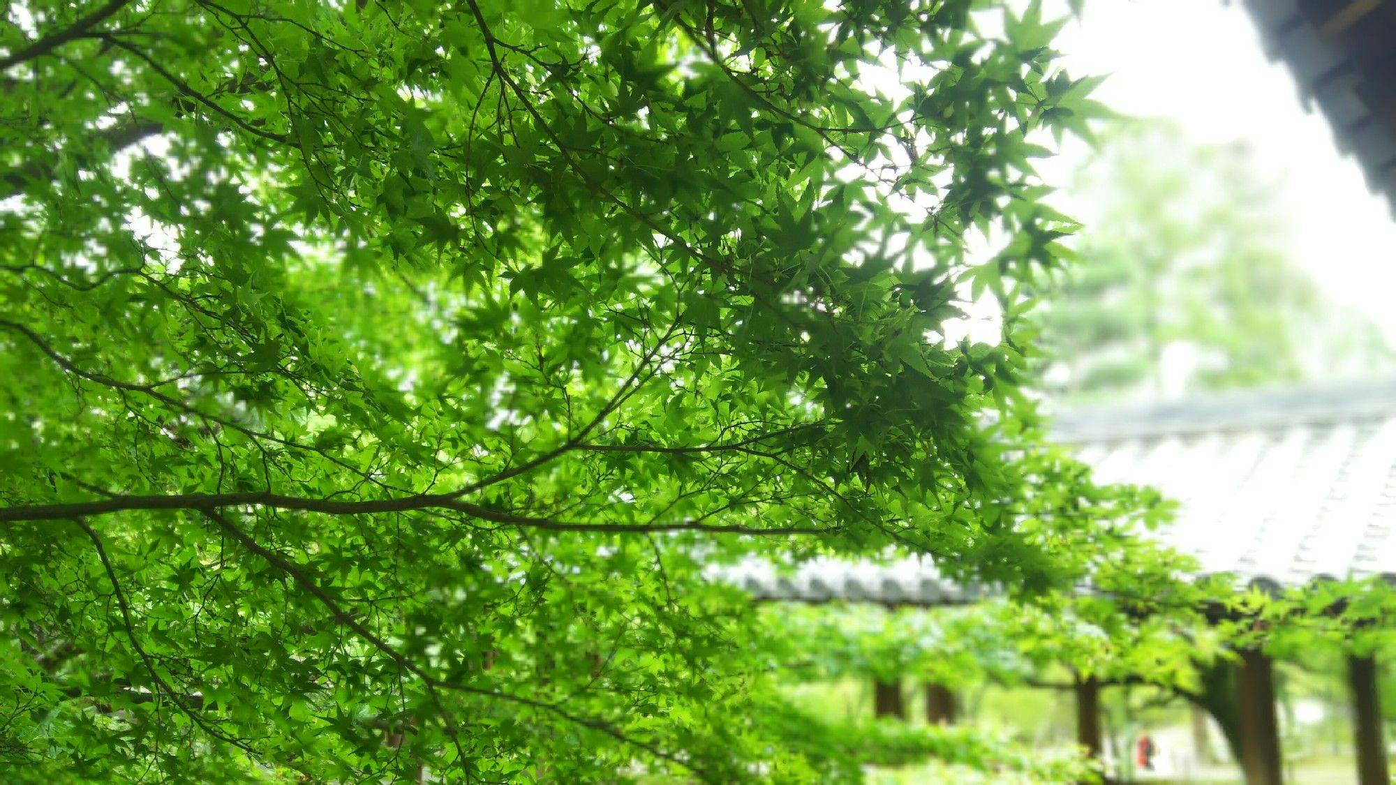 新緑「青もみじ」