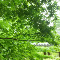 新緑「青もみじ」