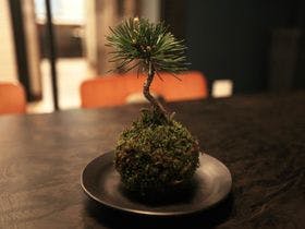 ホスタ二条　葵