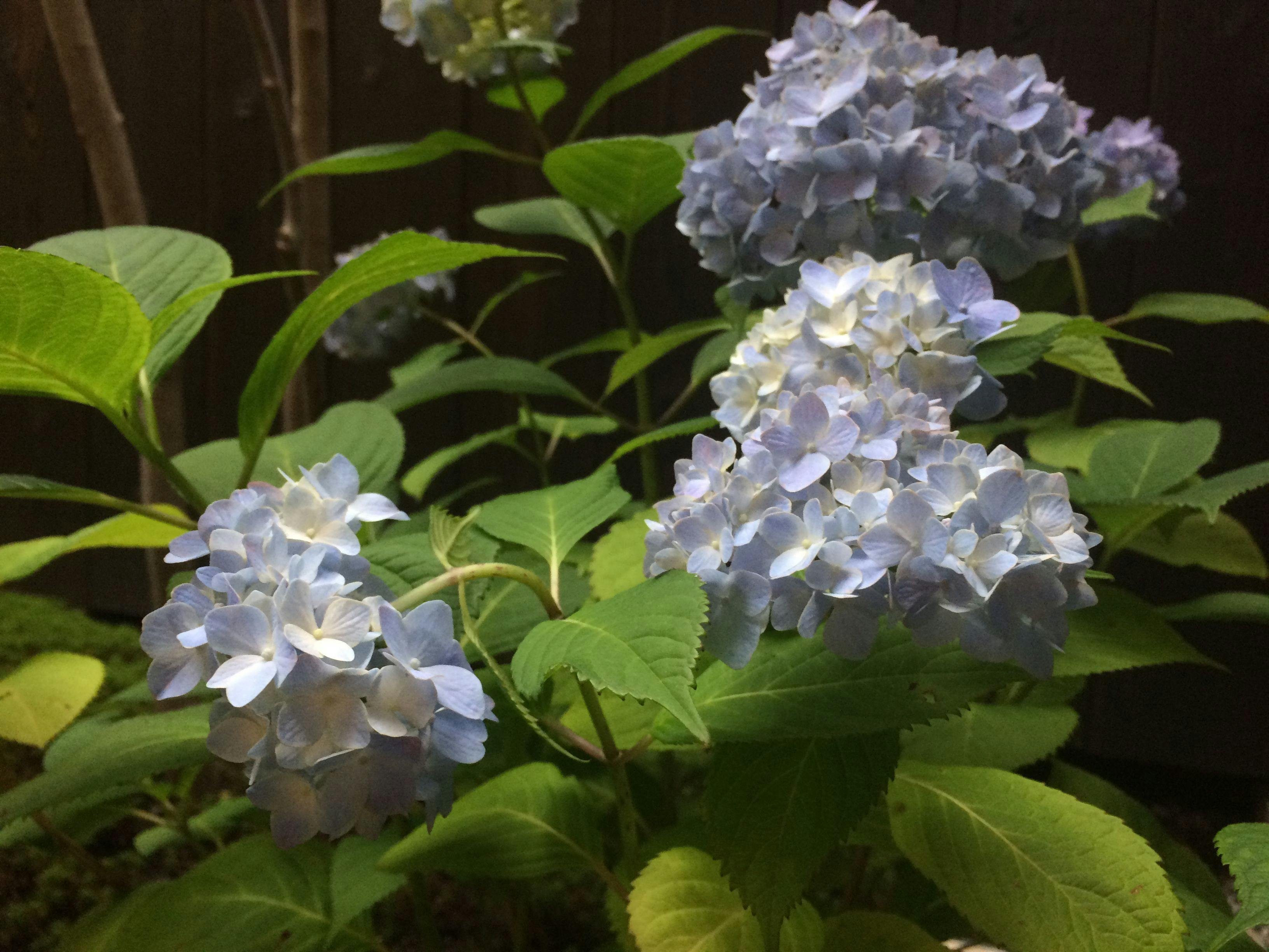 町家小宿　京のおおぞら