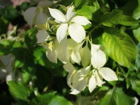 ｐｒｉｖａｔｅ　ｈｏｕｓｅ　ＹＯＳＨＩＮＯ