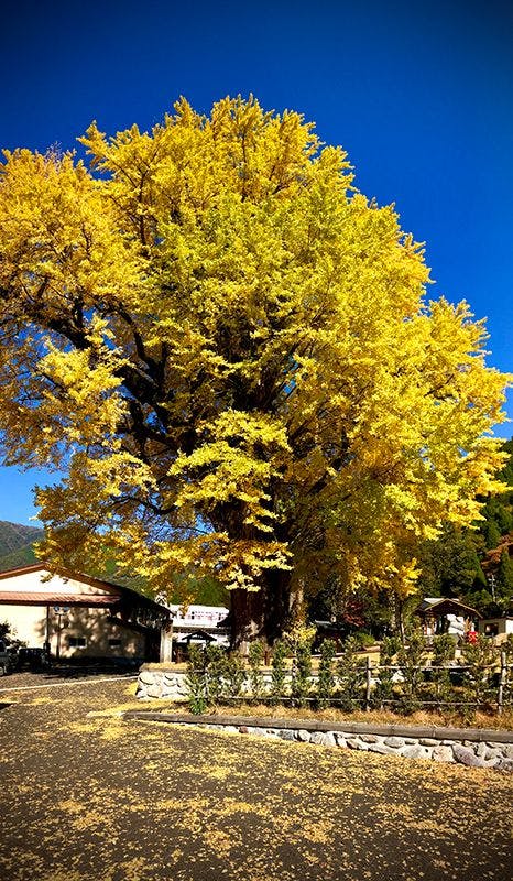 Pohon Ginkgo Besar di Miyazono
