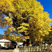 Pohon Ginkgo Besar di Miyazono