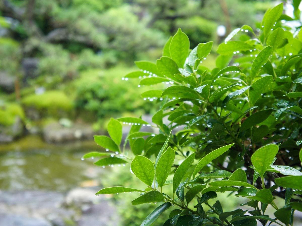 和美再美　石動　柏屋