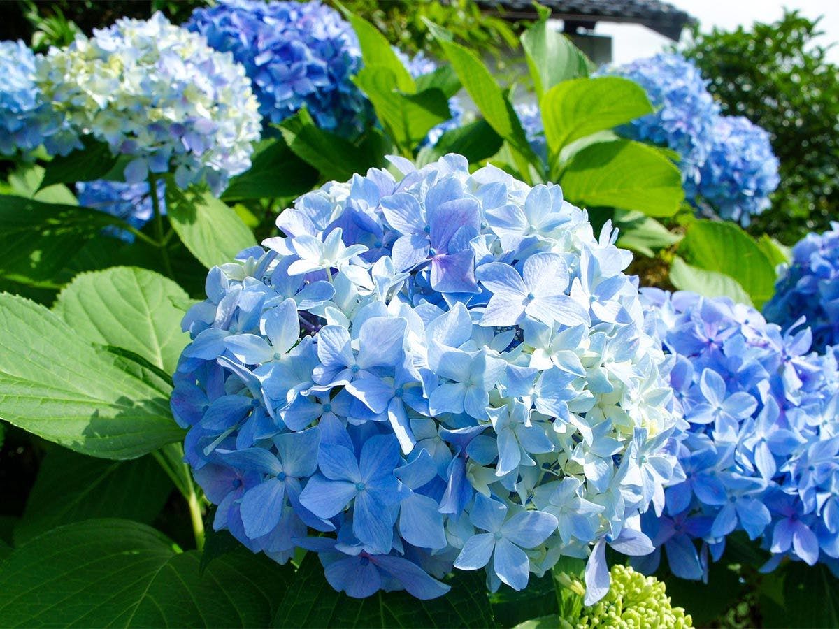 和美再美　石動　柏屋