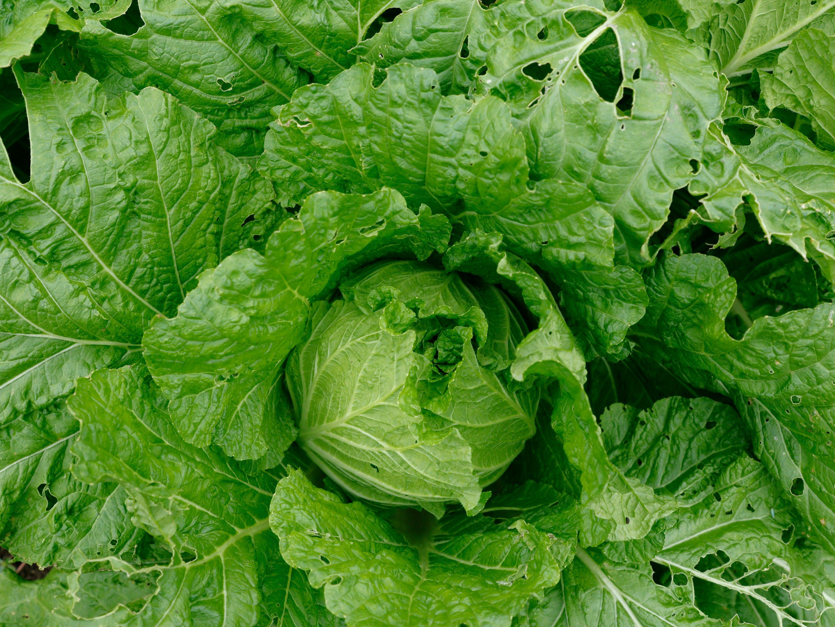 邑南町の豊かな土壌がつくりだす新鮮な野菜