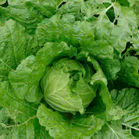 邑南町の豊かな土壌がつくりだす新鮮な野菜