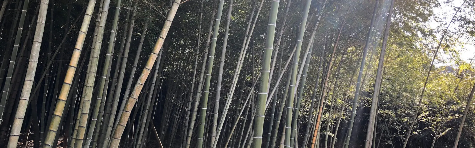 ゲストハウス・蓮(れん)