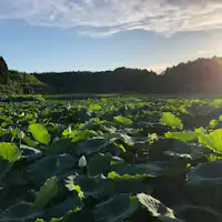 晩夏の蓮の田んぼ、夕日に映える。