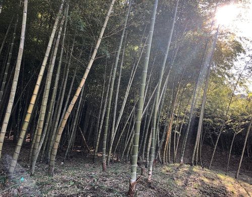 敷地内竹林。春の筍がお楽しみ♪