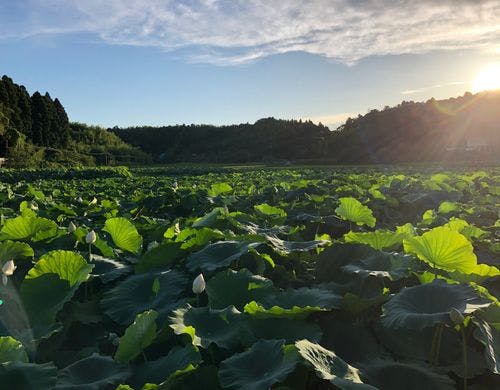 晩夏の蓮の田んぼ、夕日に映える。