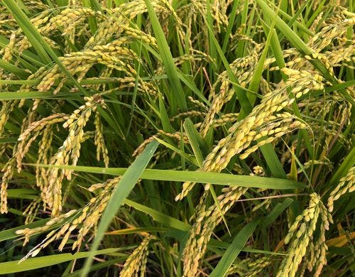 長南町はどこよりも早く新米が楽しめます