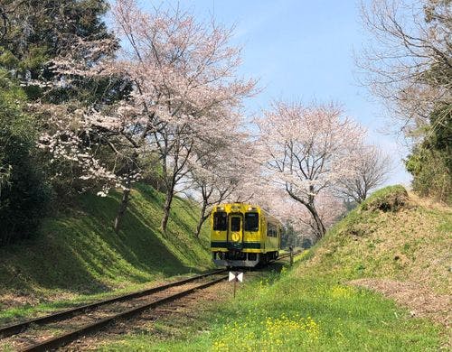 春のいすみ鉄道。桜と菜の花のコラボ。