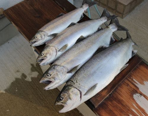 「琵琶湖の宝石」といわれるビワマス