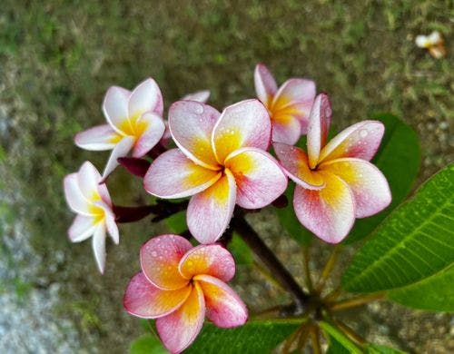 プルメリア