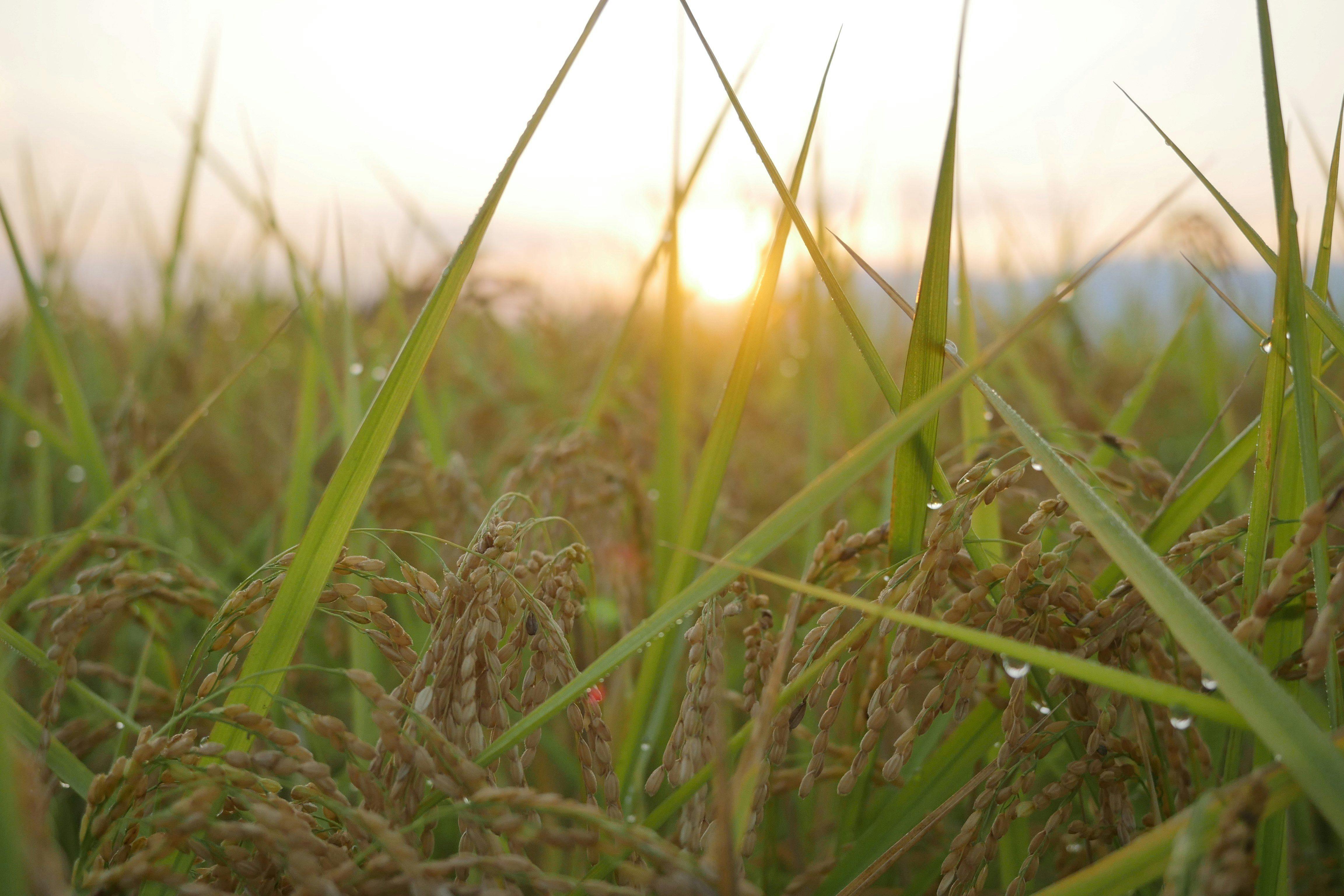 MAHORA西野谷　古民家宿