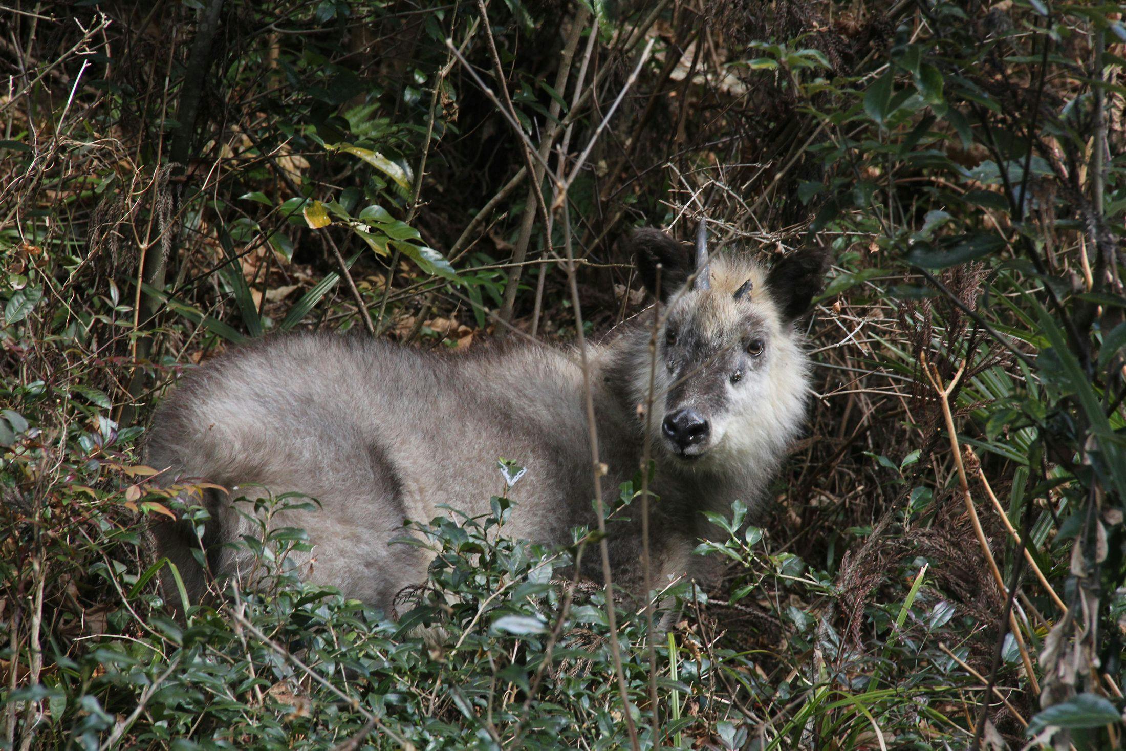 일본산영양도 가끔 볼 수 있습니다