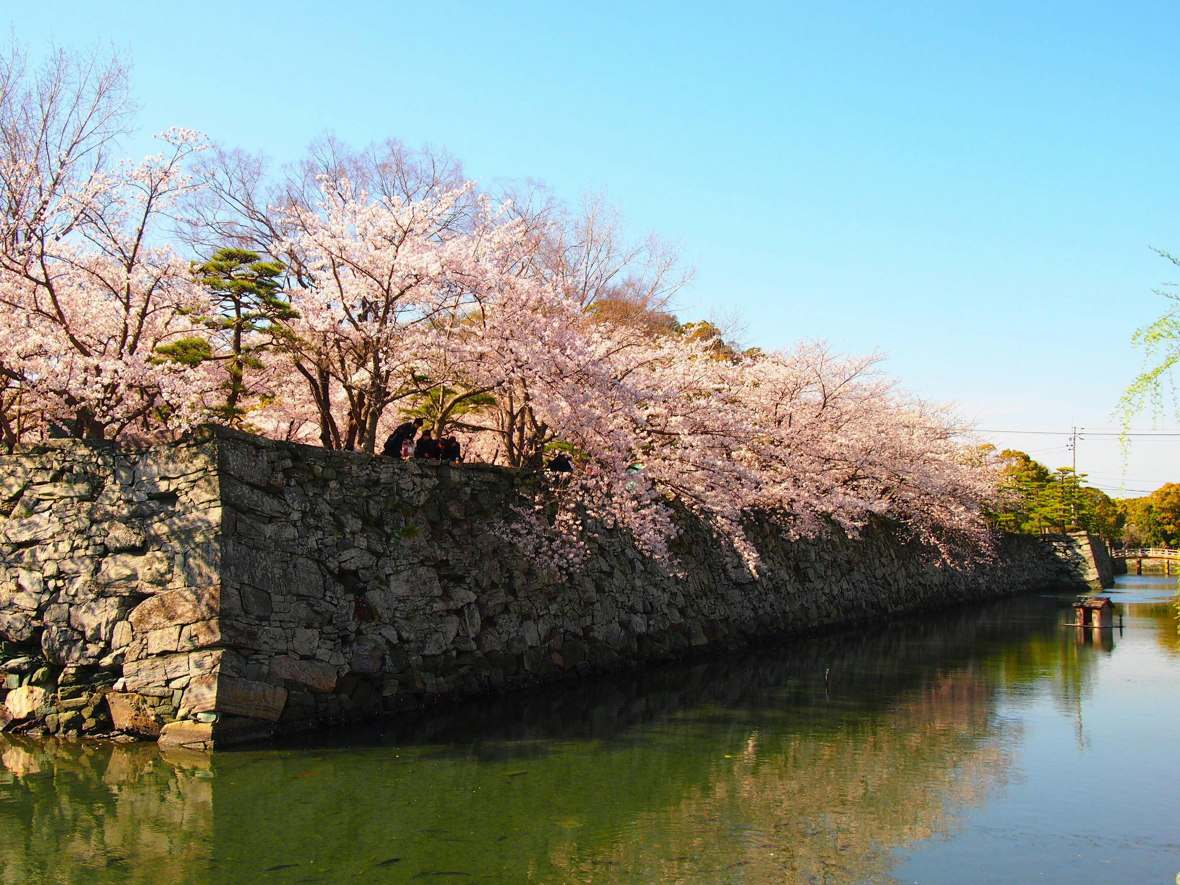 徳島中央公園の桜