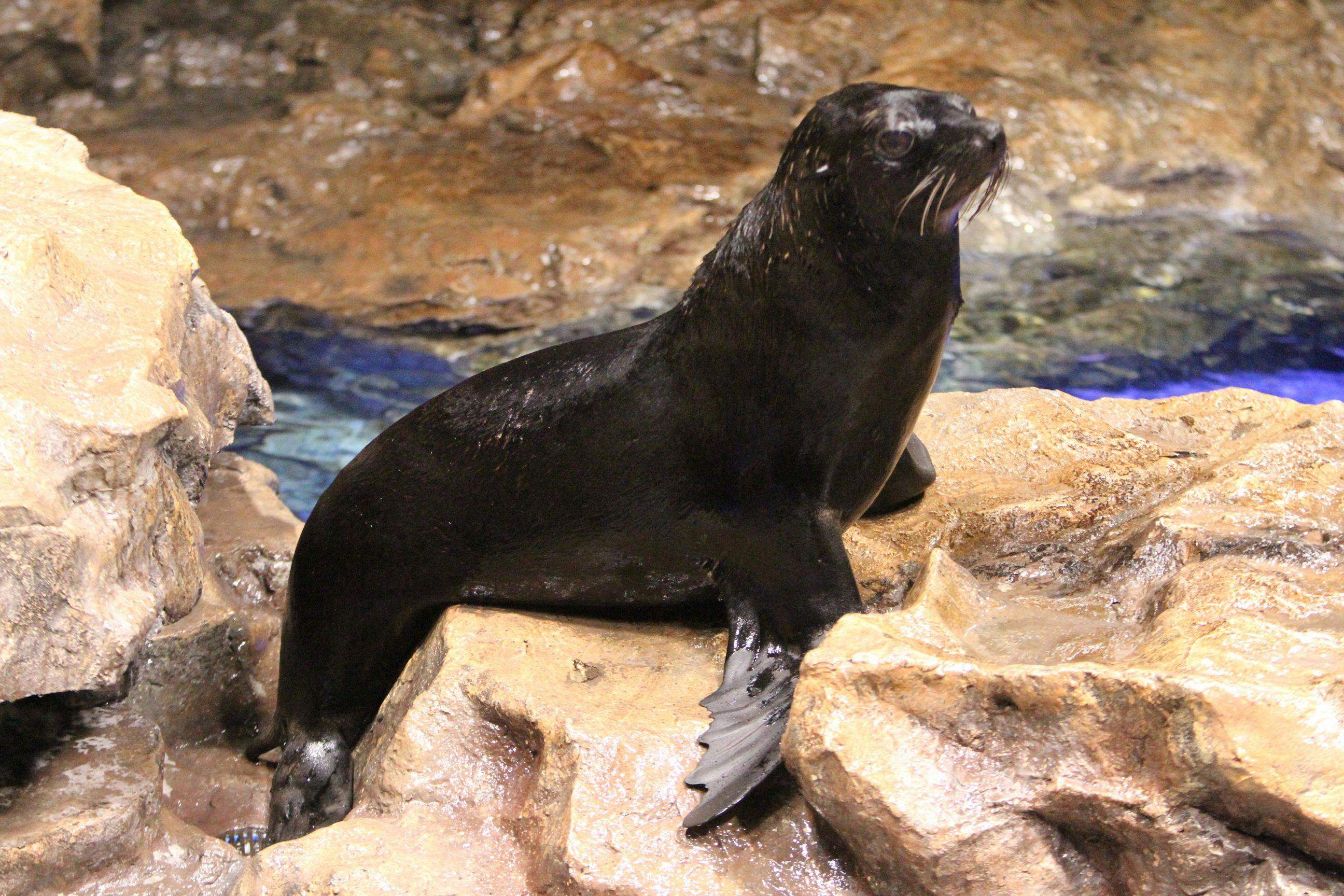 ＜14時チェックイン＞すみだ水族館入館引換チケット付プラン【朝食付き】