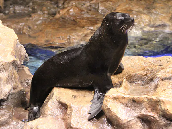 <14時チェックイン>すみだ水族館入館引換チケット付プラン【朝食付き】