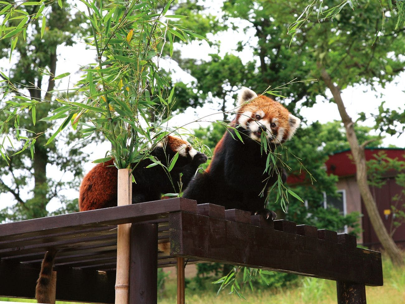 สวนสัตว์โอมอริยามะ