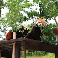 สวนสัตว์โอมอริยามะ