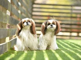 リブマックスリゾート伊豆高原