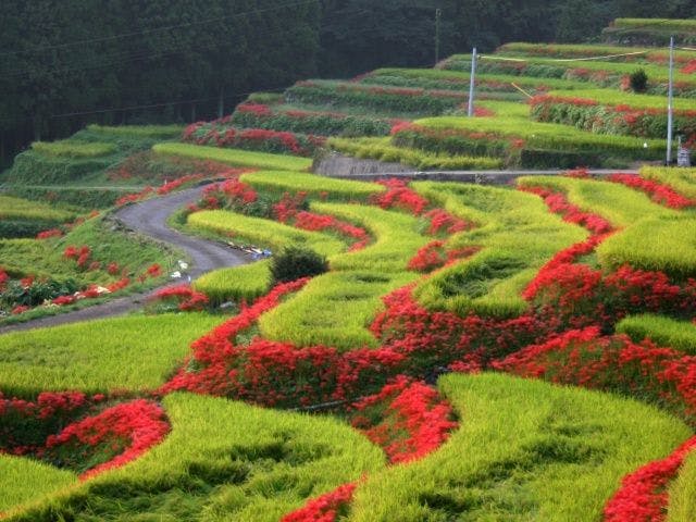 นาขั้นบันไดเอริยามะ