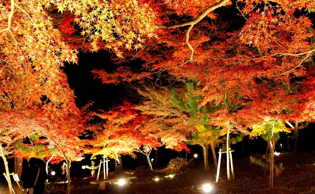 สวนสาธารณะสึคิ อิชิ โมมิจิ ไฟประดับ