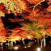 สวนสาธารณะสึคิ อิชิ โมมิจิ ไฟประดับ