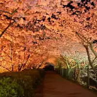 【河津櫻】夜櫻燈光照明