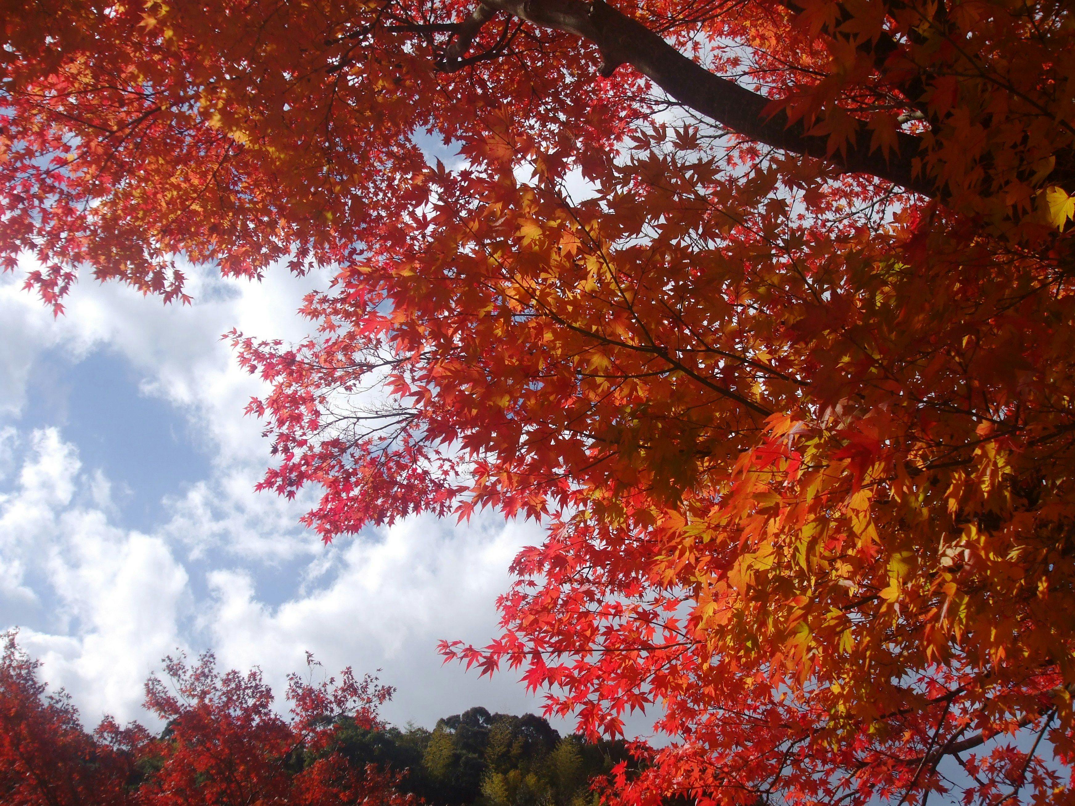 가을, 주차장의 단풍.