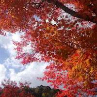 가을, 주차장의 단풍.