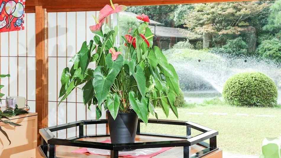 Ichinomata Onsen Grand Hotel