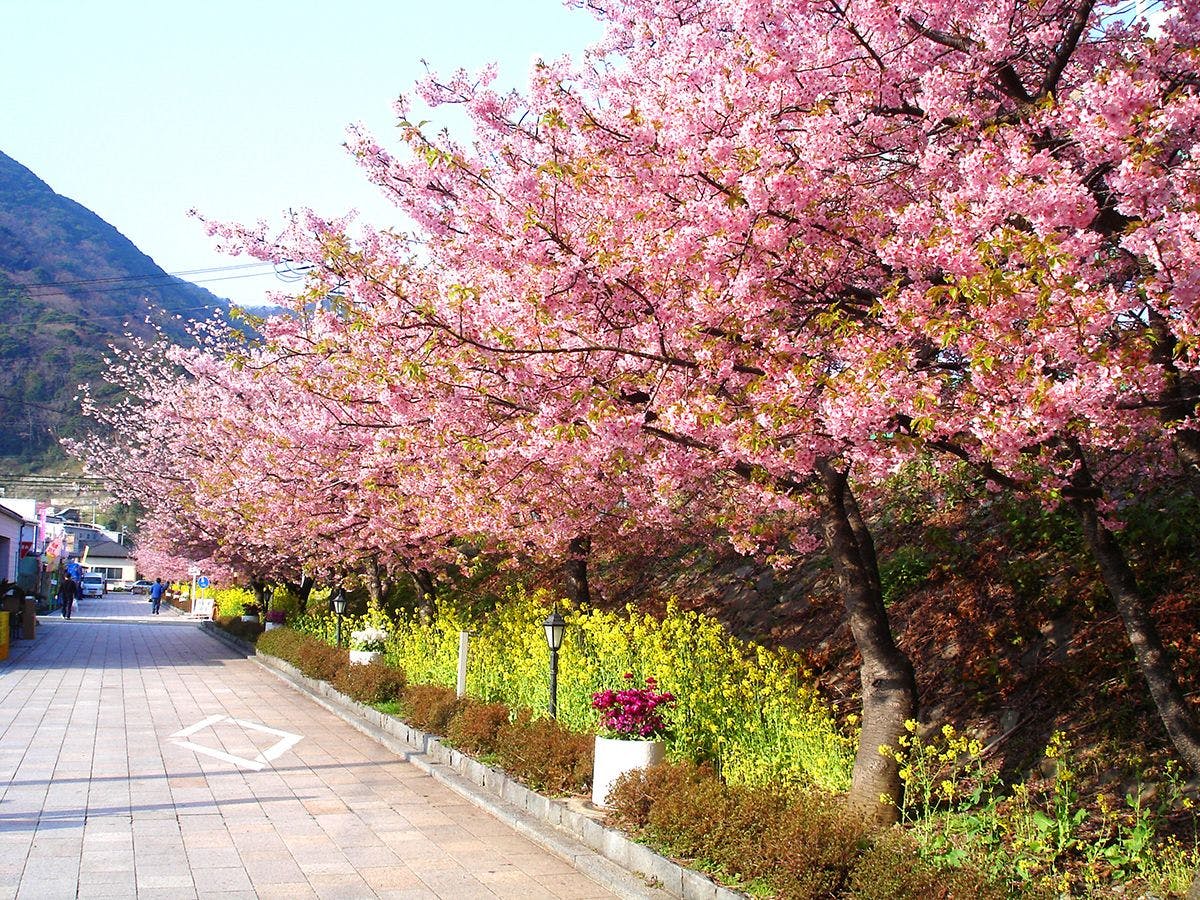 ดอกซากุระคาวาสุ