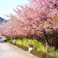 ดอกซากุระคาวาสุ