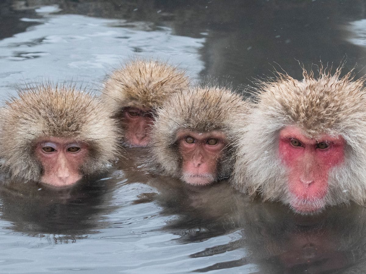 สวนลิงจิโกคุดานิ