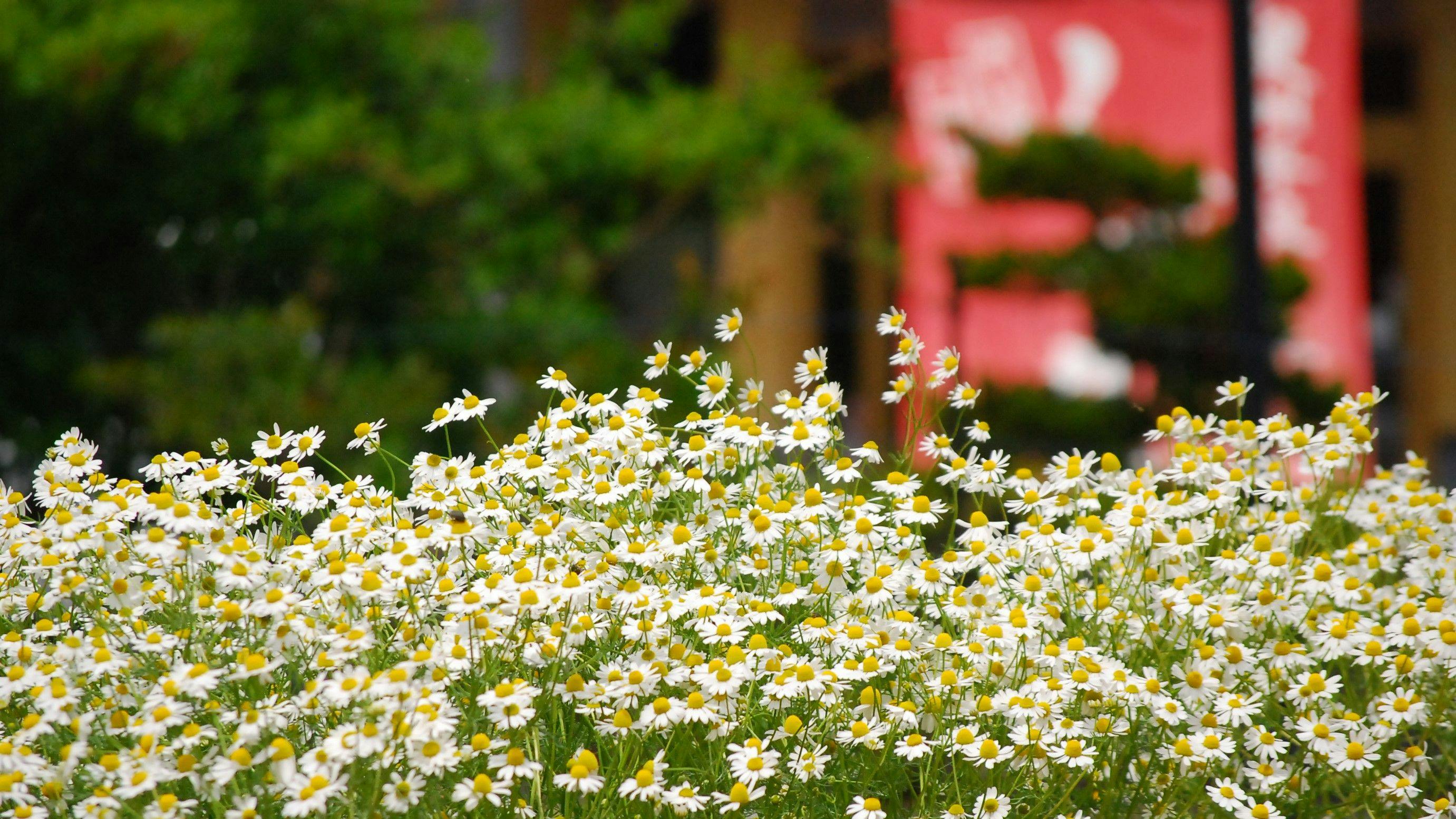 สวนผักส่วนตัวที่สามารถเพลิดเพลินกับสมุนไพรได้