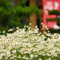 สวนผักส่วนตัวที่สามารถเพลิดเพลินกับสมุนไพรได้