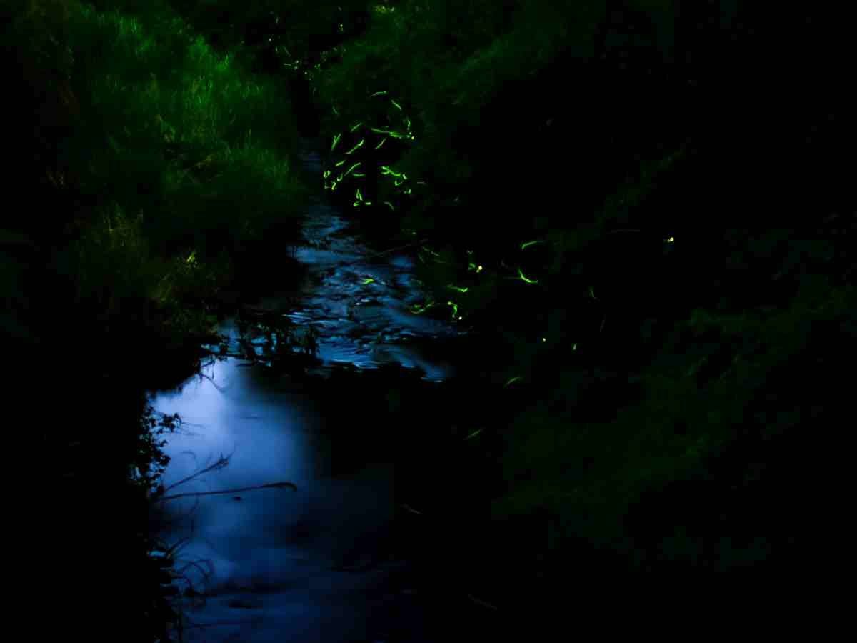 แผนชมแสงหิ่งห้อย