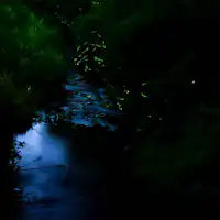 แผนชมแสงหิ่งห้อย