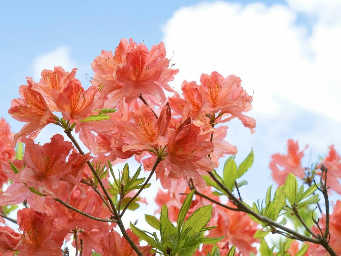 *【ดอกไม้ฤดูใบไม้ผลิ: กุหลาบพันปีภูเขา (ตัวอย่าง)】