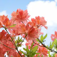 *【ดอกไม้ฤดูใบไม้ผลิ: กุหลาบพันปีภูเขา (ตัวอย่าง)】