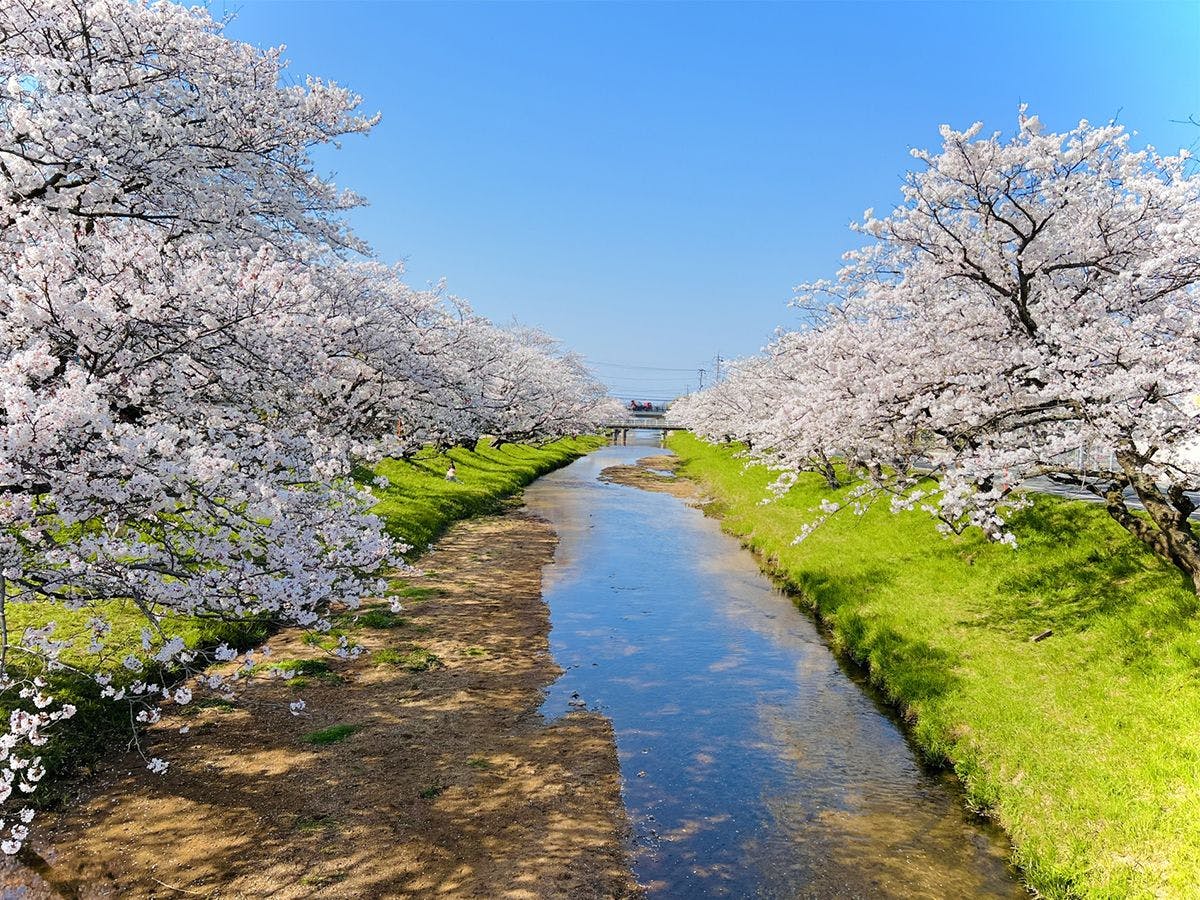 Deretan pohon sakura di sepanjang Sungai Tamatsukawa